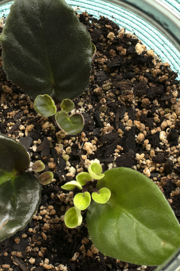 Tiny new leaves on African violets.
