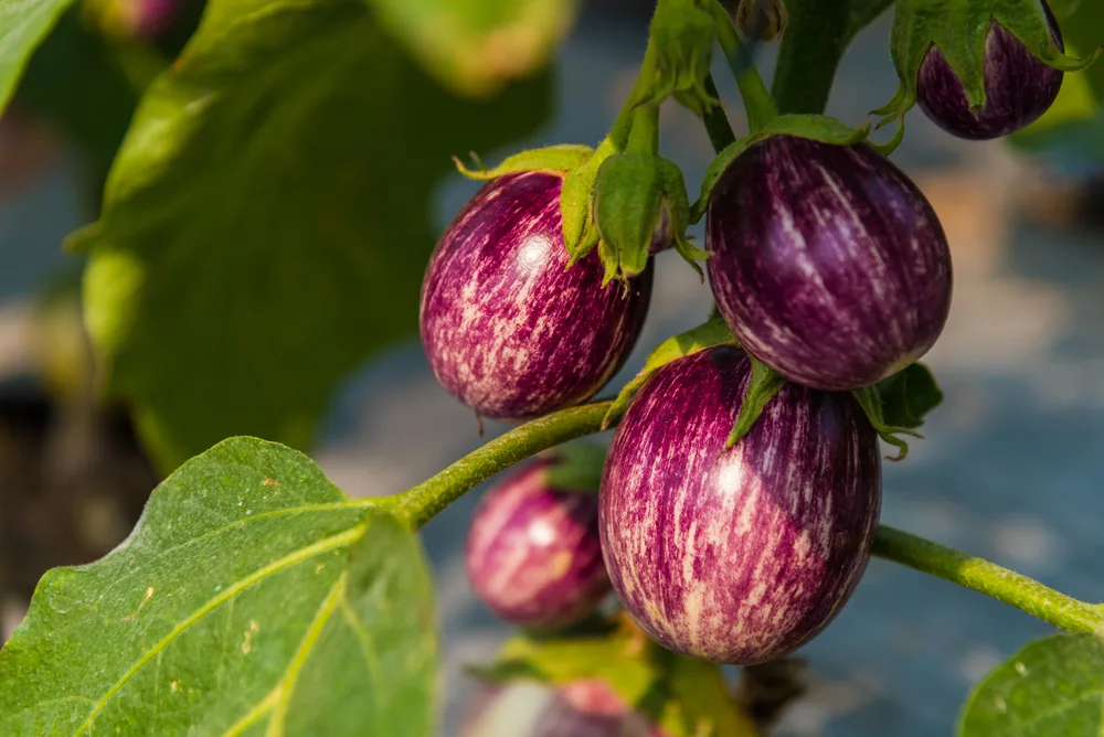 How To Grow Eggplant And Tricks To Get More Fruit