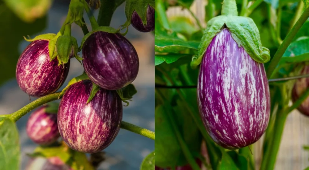 August Fruit of the Month: Eggplant 