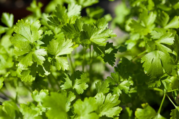 35 Perennial Herbs To Plant Once & Enjoy For Years