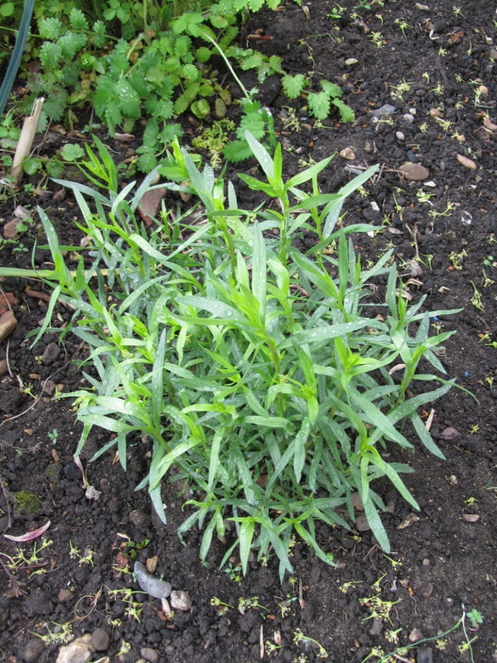 35 Perennial Herbs To Plant Once & Enjoy For Years