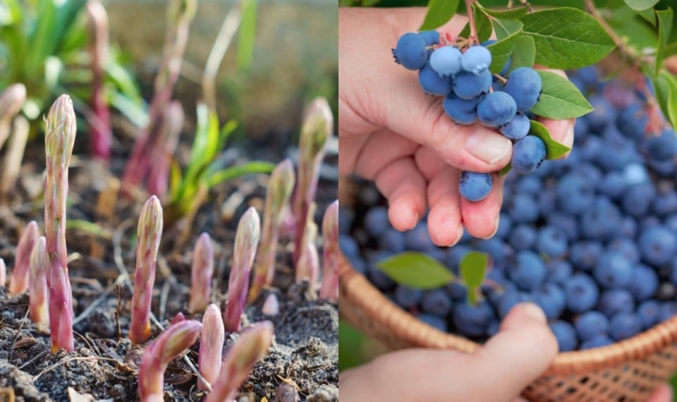 15 High-Value Garden Crops That Give Most Bang For Your Buck