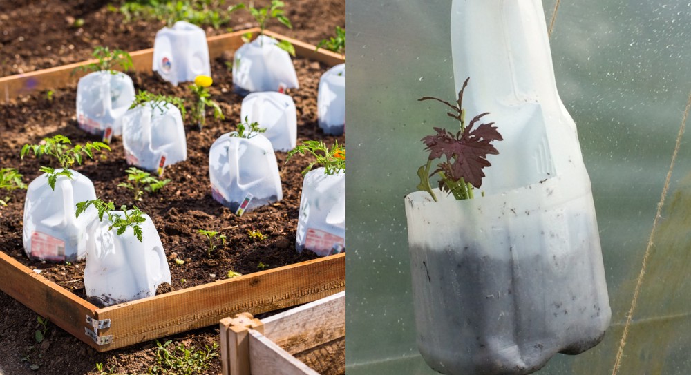 21 Innovative Uses For Plastic Milk Containers in Your Garden
