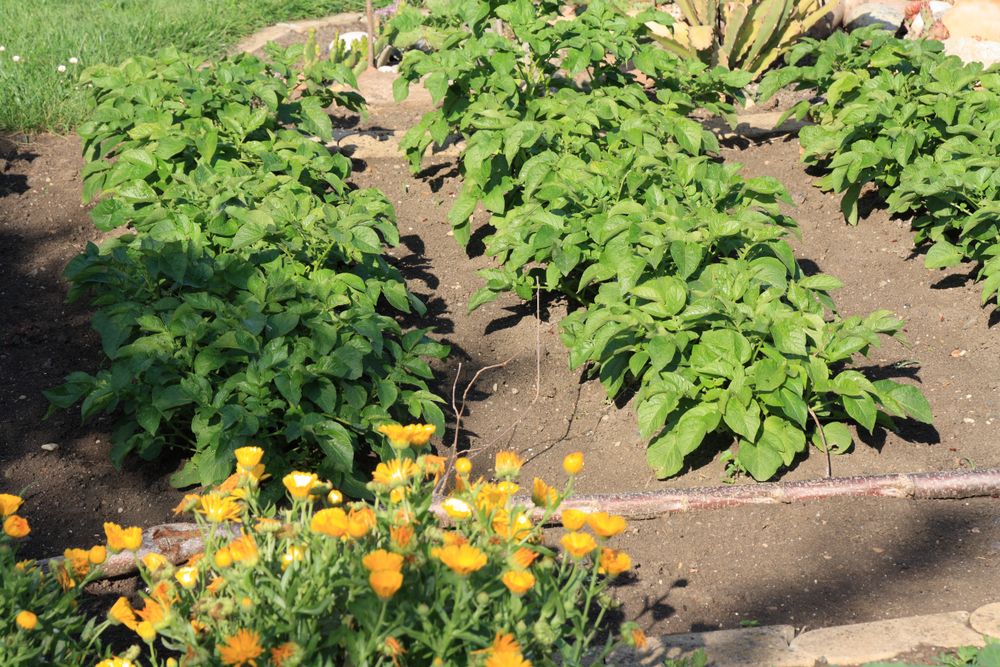 30 Potato Companion Plants And 8 Plants To Never Grow With Potatoes