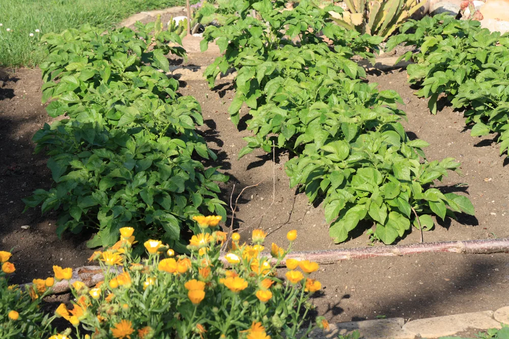Image of Small garden plot with potatoes and tomatoes