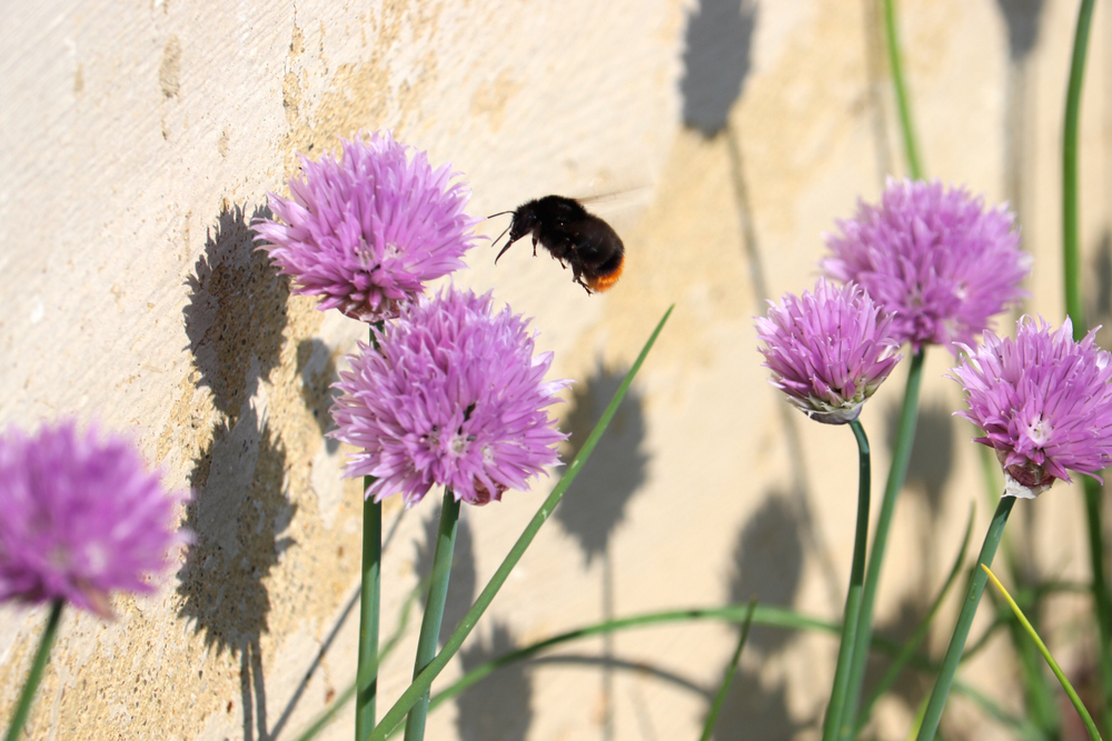 Bee and chives