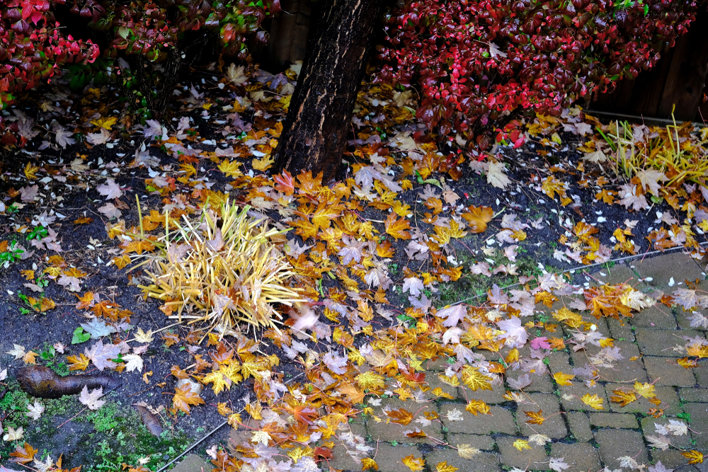 Fallen leaves on soil