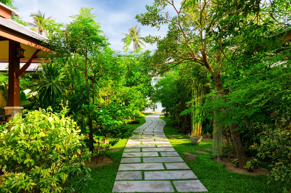 Path through forest garden