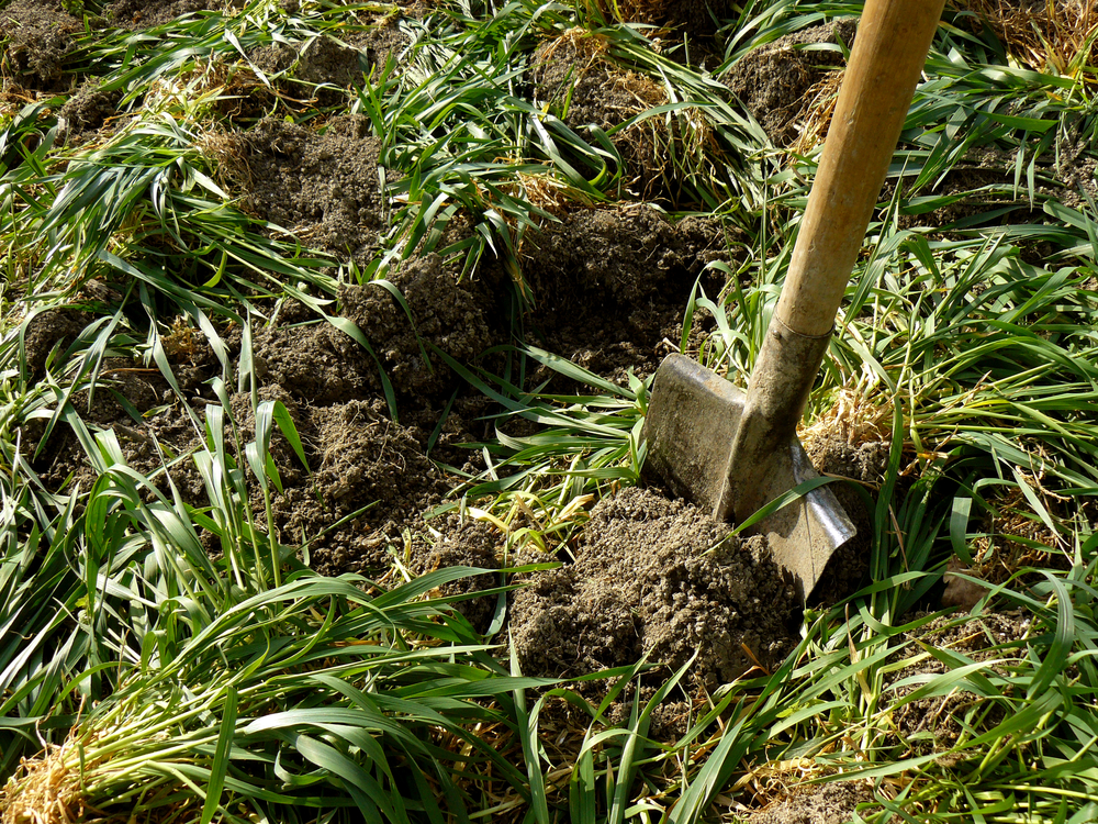 Digging in a green mulch to improve fertility