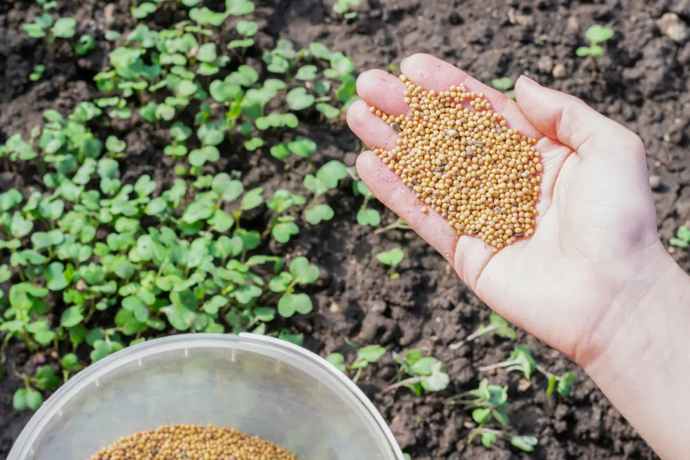 Sowing mustard seeds as a cover crop