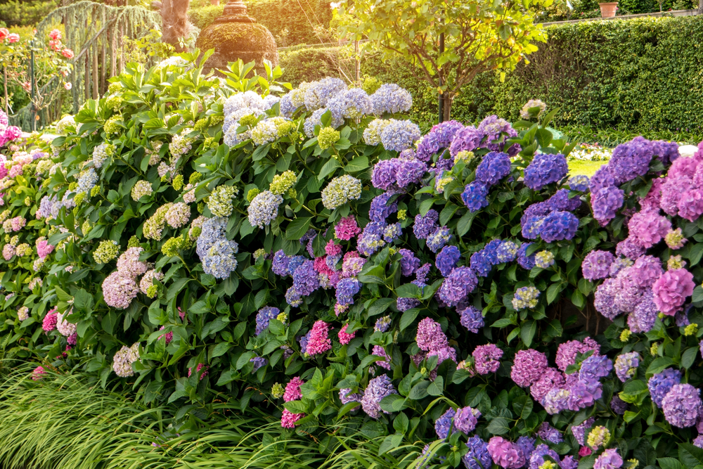 A border of pink, purple and blue hydrangea flowers