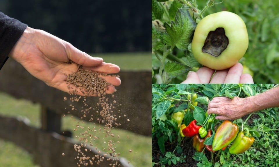7-reasons-to-use-bone-meal-fertilizer-in-the-garden