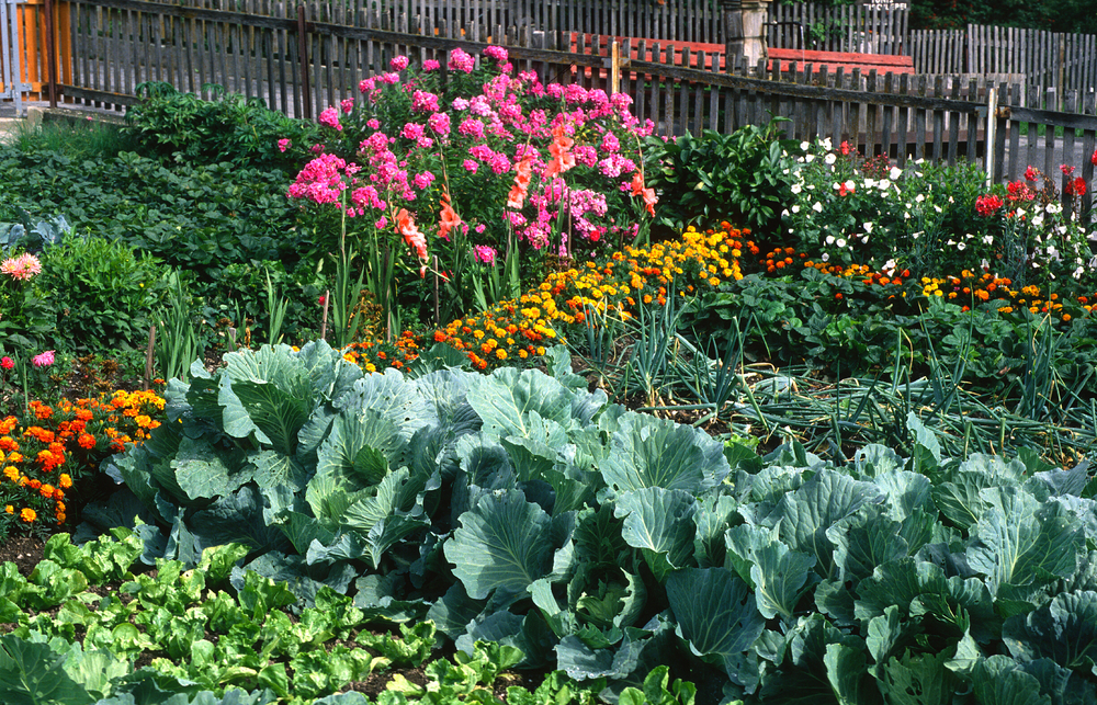 Cabbages growing in a vegetable patch with many companion plants and flowers