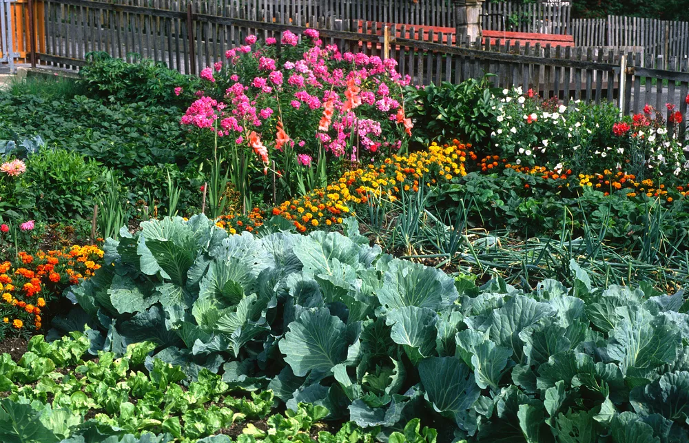Image of Beans and cabbage companion planting