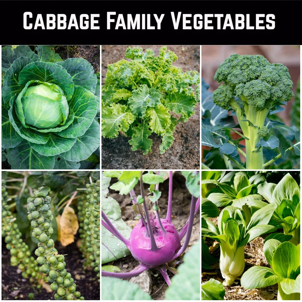 Cabbage family vegetables include cabbages, kale, broccoli, Brussels sprouts, kohlrabi and bok choy. 