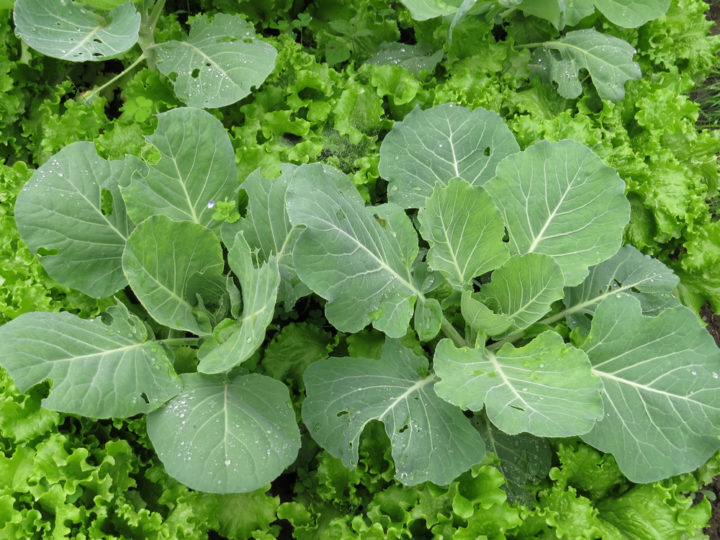 18 Cabbage Family Companion Plants & 4 To Never Grow Together