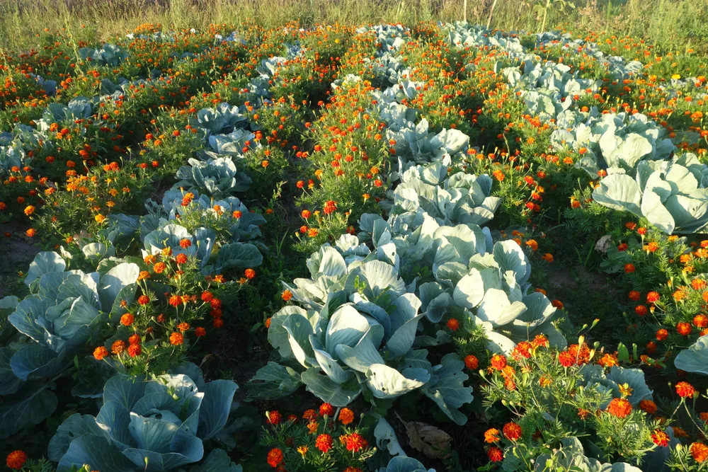 A cabbage bed with lots of marigolds