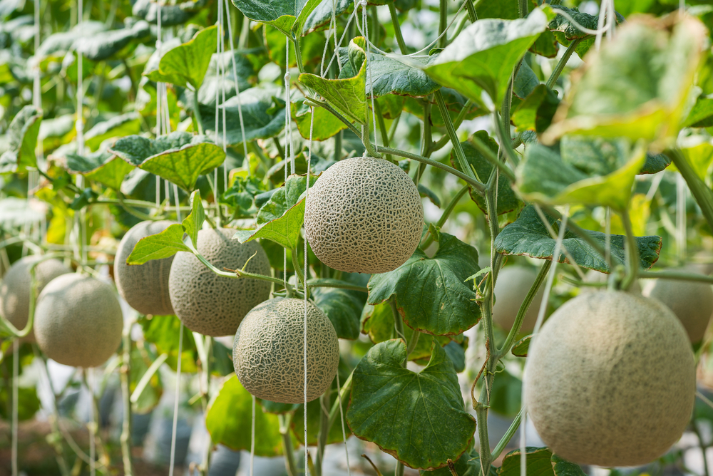 Cantaloupe melons growing