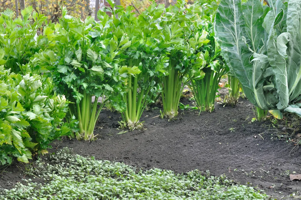 Celery growing near cabbages
