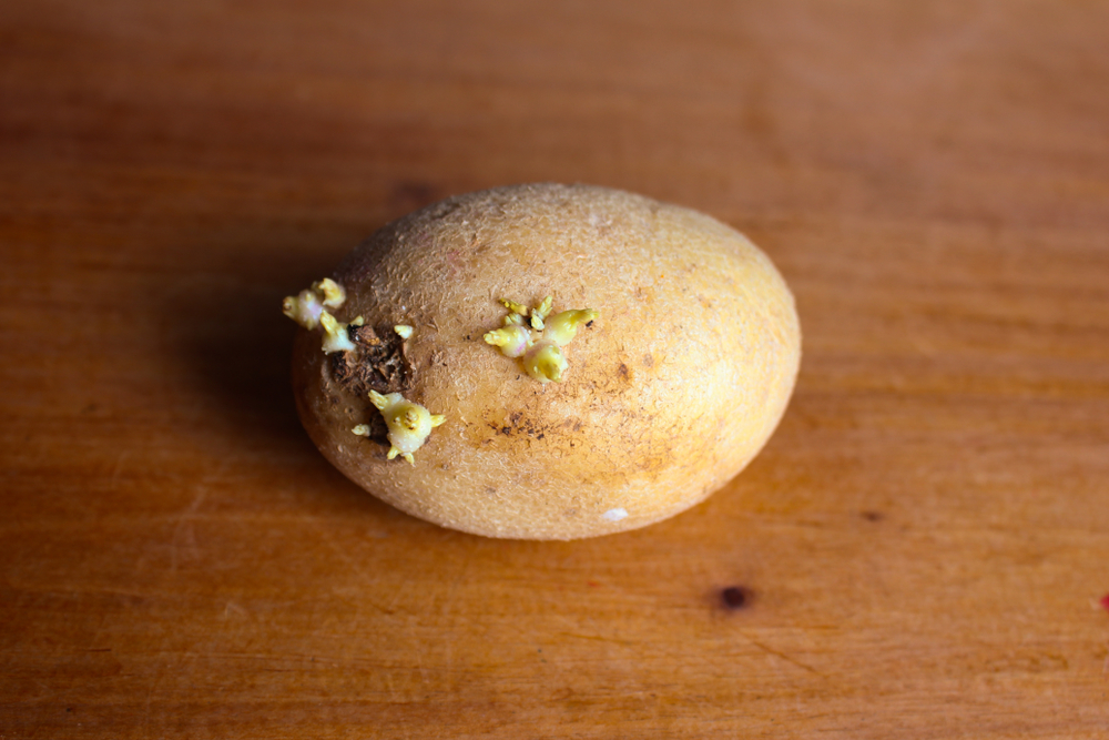 Chitted potatoes showing sprouts