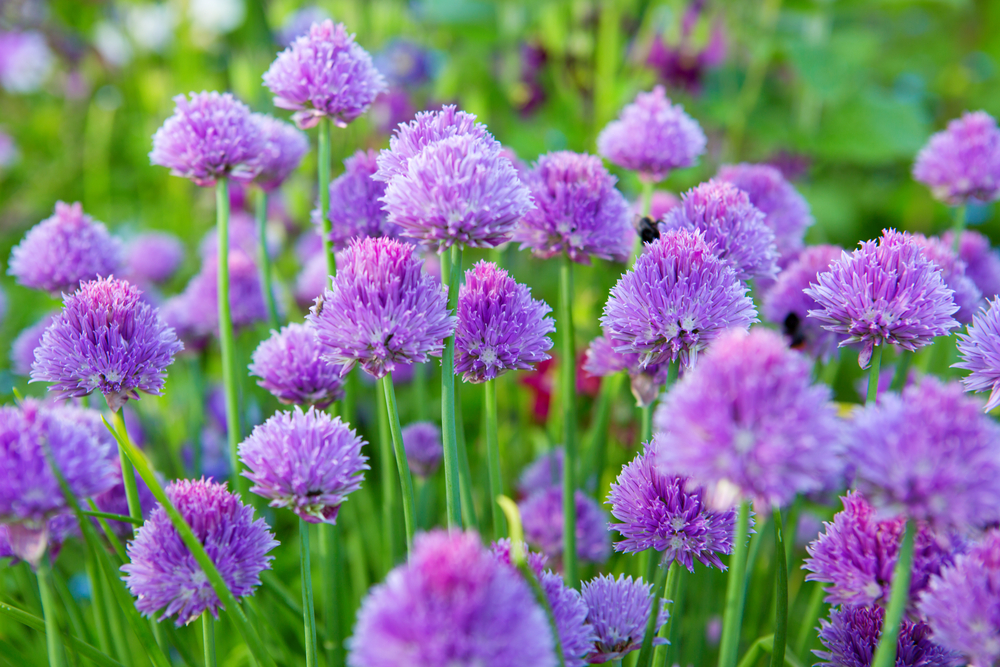 Chives with beautiful purple flowers