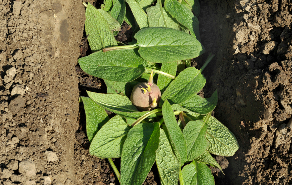 Comfrey leaves added to potato trench to increase fertility