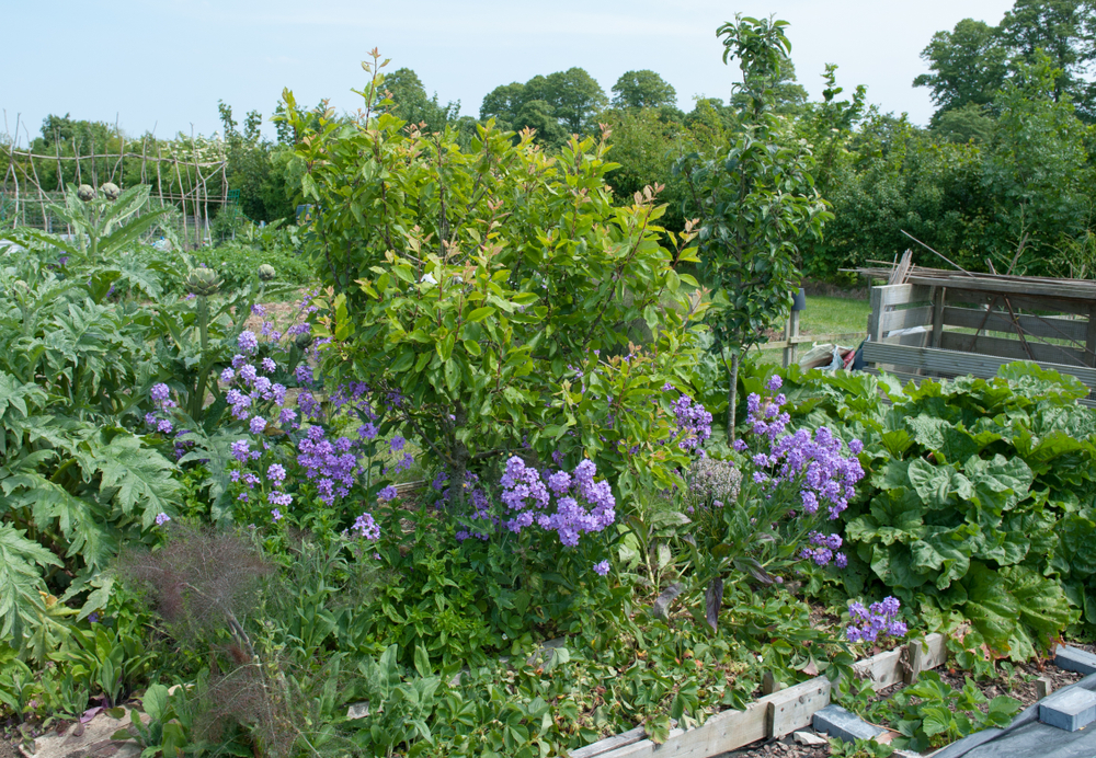 Example of a companion planting vegetable garden
