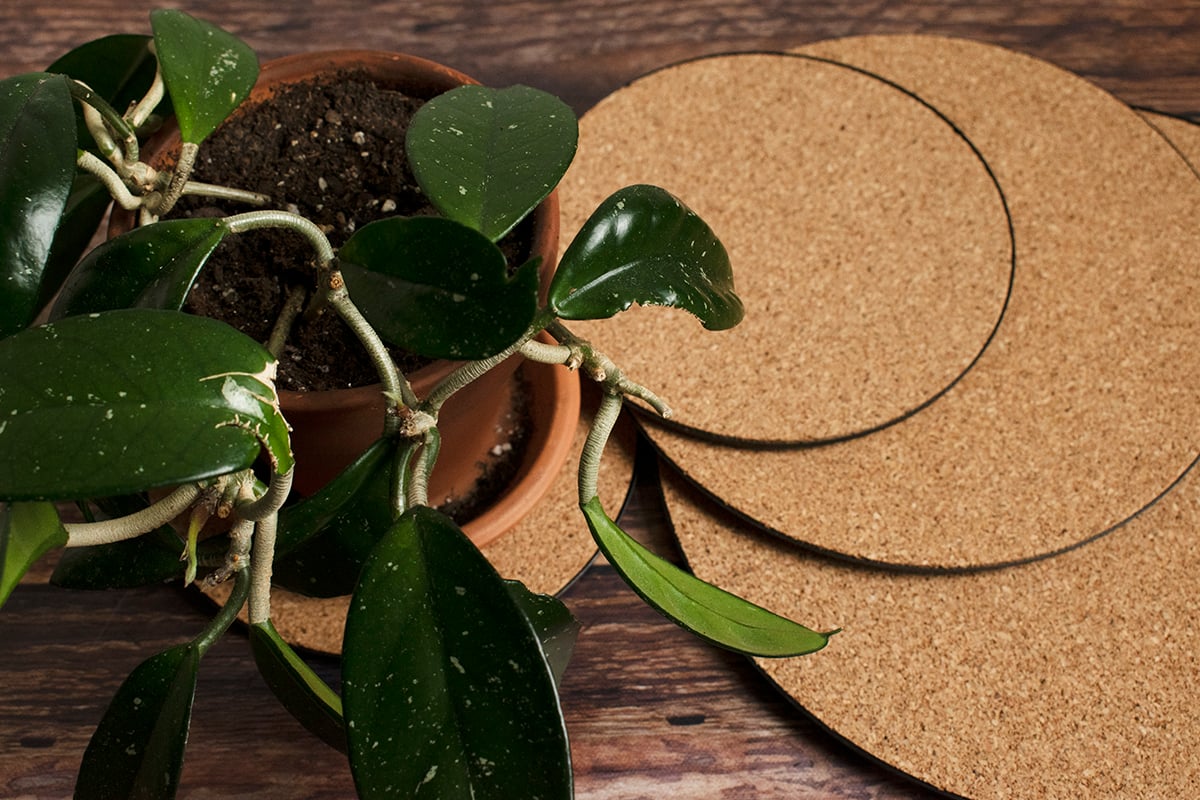 Houseplant Tool Guide 8 MustHave & 12 NiceToHave Tools For Your