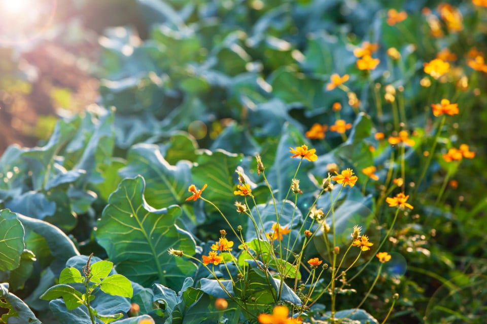 12 Best Flowers To Grow In The Vegetable Garden