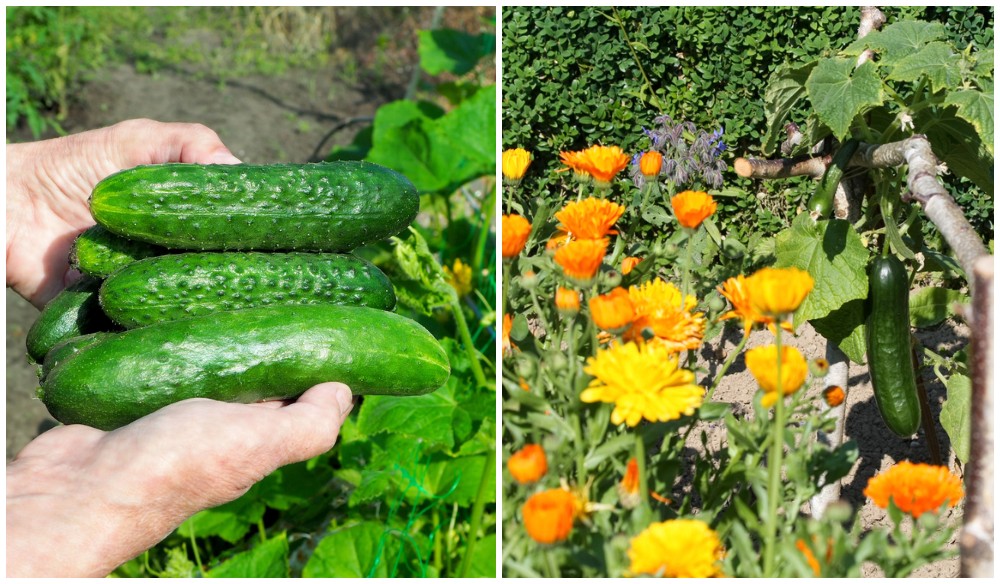 11 Cucumber Companion Plants & 3 To Never Plant With Cucumbers
