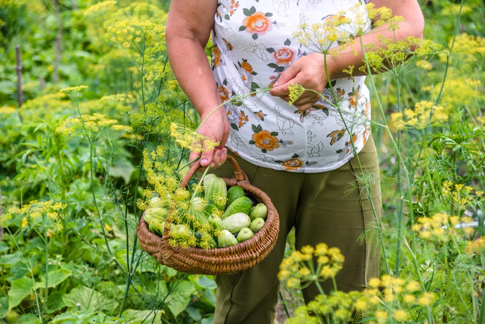 Harvesting cucumbers surrounded by dill