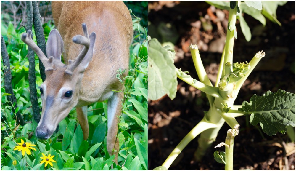 11 Ways To Keep Deer Out Of Your Garden, How To Keep Deer Out Of Veggie Garden
