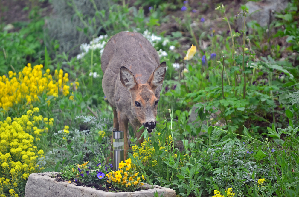 Deer standing in garden