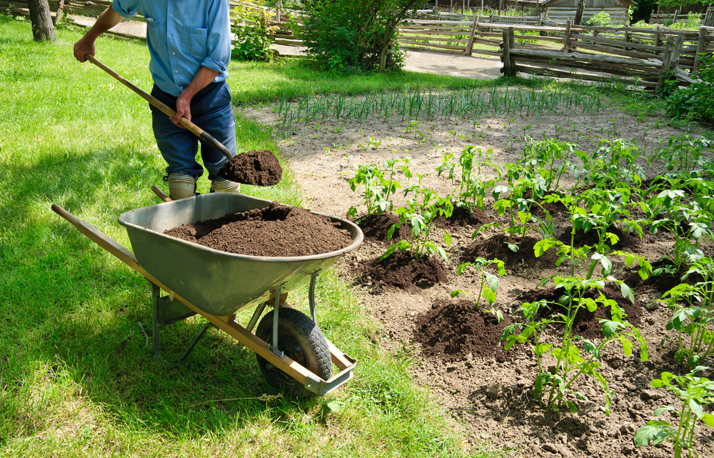Earthing up potatoes by adding compost