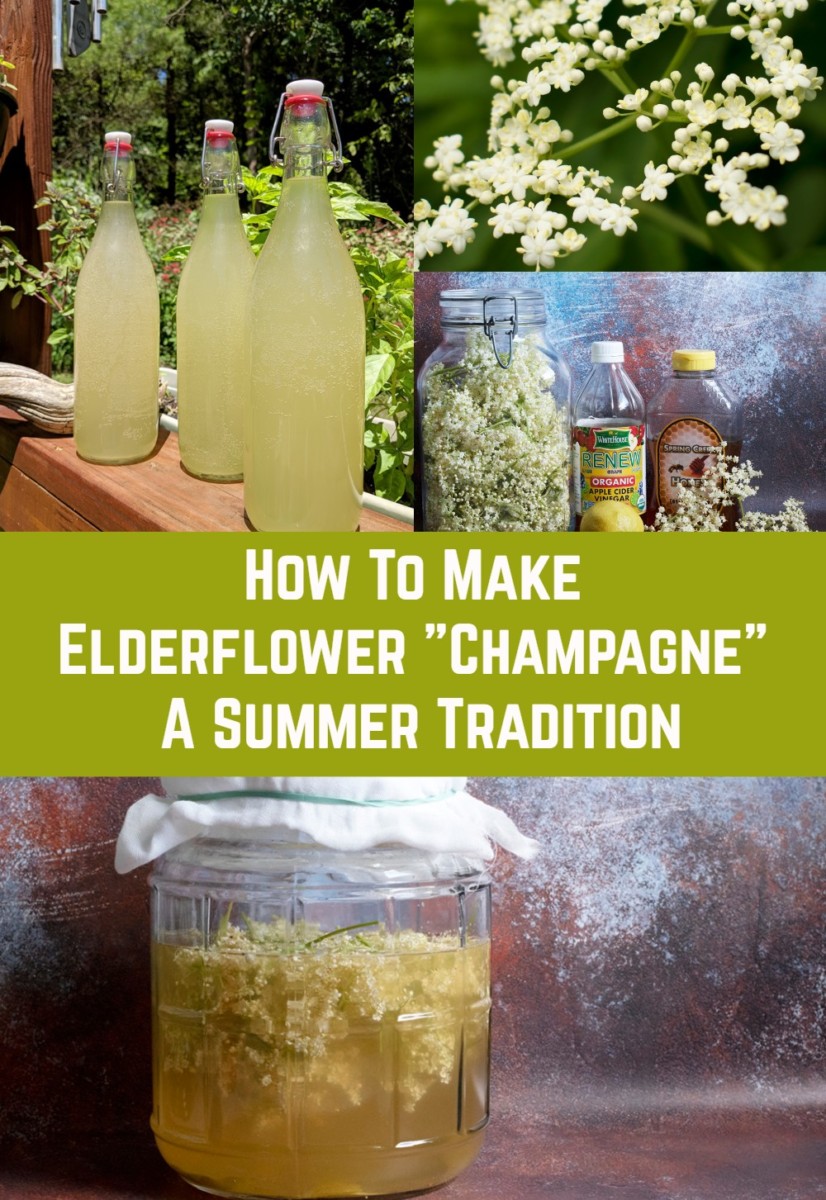 how-to-make-elderflower-champagne-a-summer-tradition