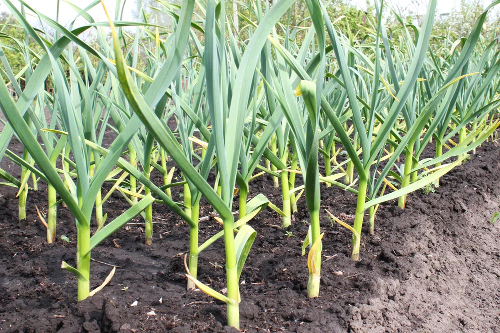 Garlic growing in the vegetable garden