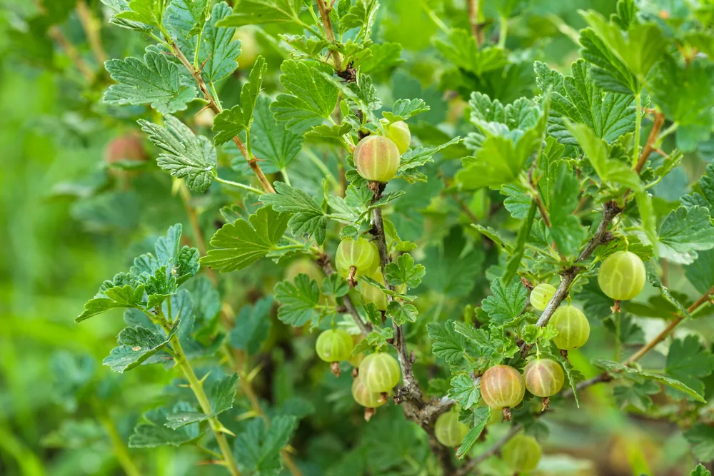 Gooseberries ripening on the bush