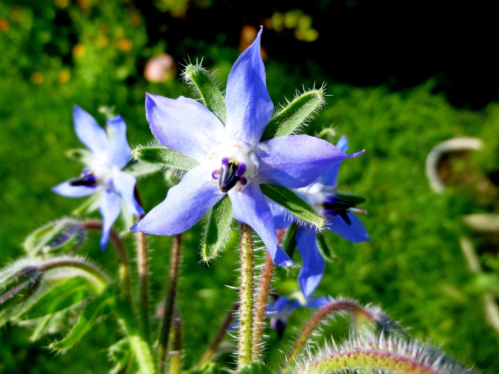 A beautiful borage flower