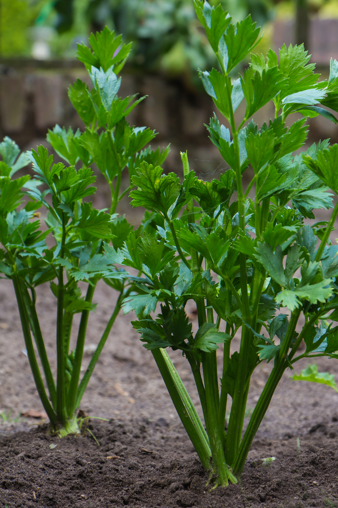 Celery growing in the ground
