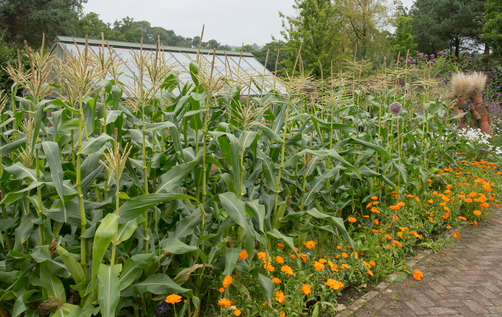 Corn growing with marigolds as a companion plant