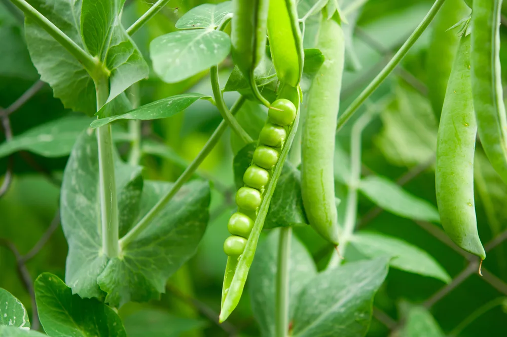 A pea pod opening