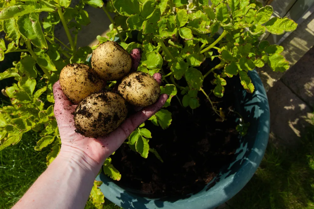 Harvesting homegrown potatoes