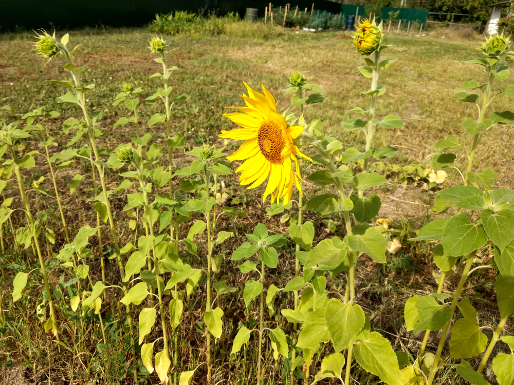 Tall sunflowers emerging in the garden