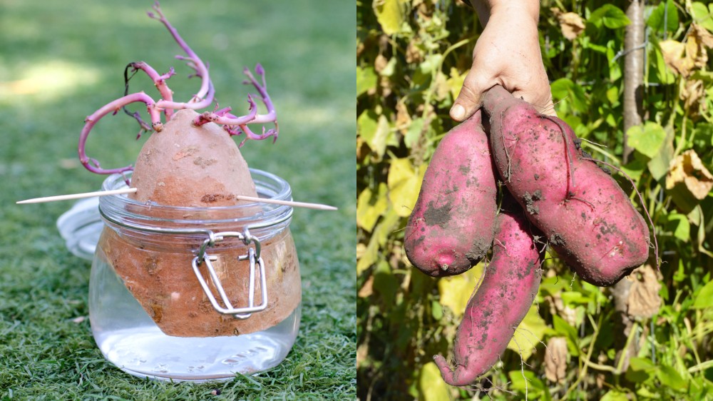 How To Grow Sweet Potatoes No Matter Where You Live