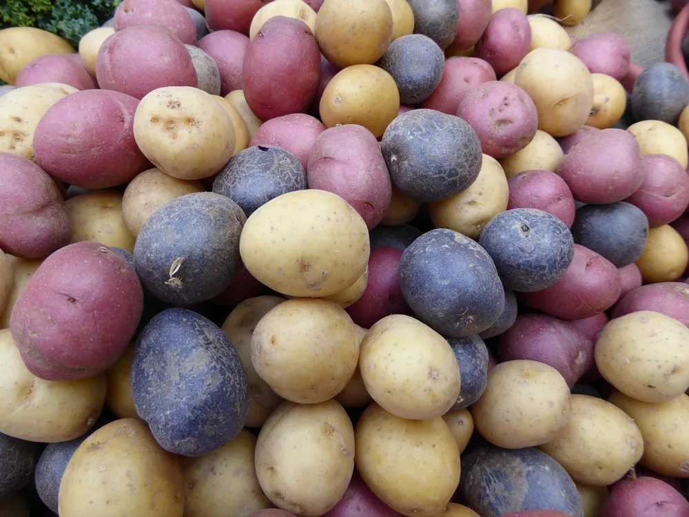 A selection of colorful heirloom potatoes