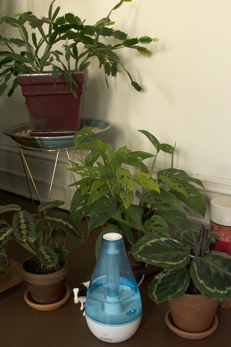 Houseplant Tool Guide 8 MustHave & 12 NiceToHave Tools For Your