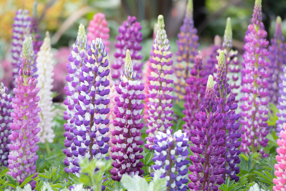 Pink and purple lupins 