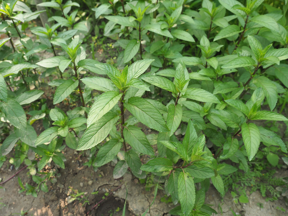 Peppermint growing in shade