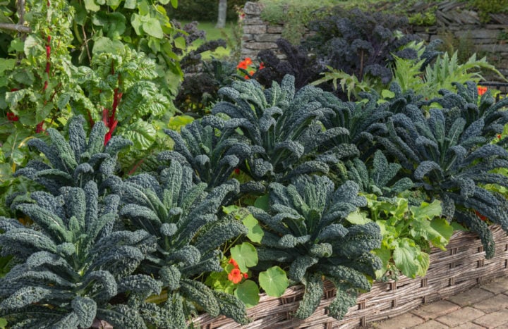 18 Cabbage Family Companion Plants & 4 To Never Grow Together