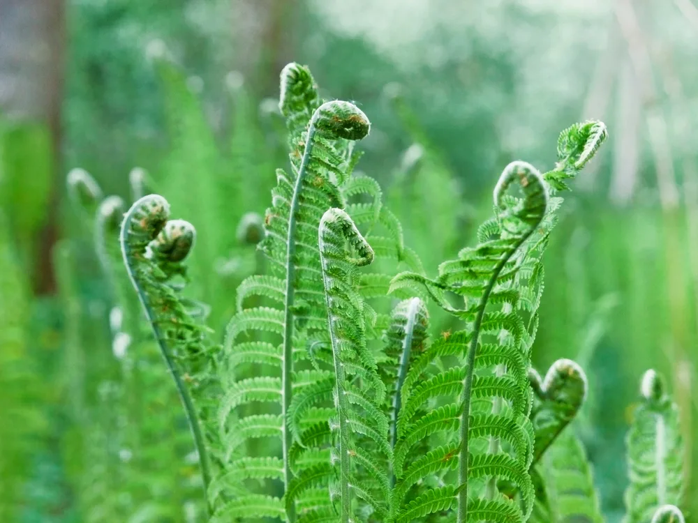 Ostrich fern